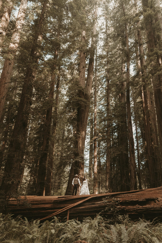 Jace and Danika's Redwoods elopement.