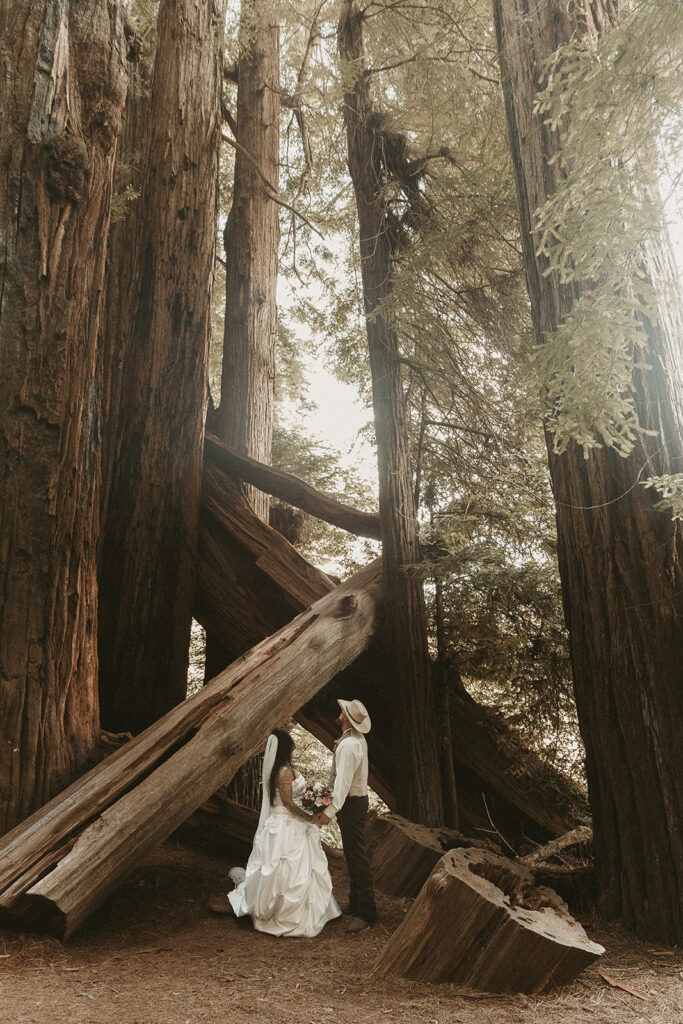 Jace and Danika's Redwoods elopement.